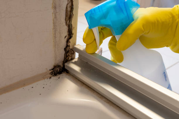Best Bathroom Mold Remediation in Roanoke, VA