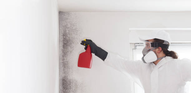 Best Commercial Mold Remediation in Roanoke, VA