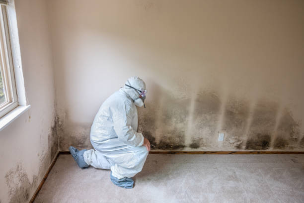 Best Residential Mold Remediation in Roanoke, VA